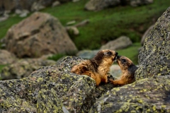 Kashmir-Great-Lake-Trek-KGL-2022-4